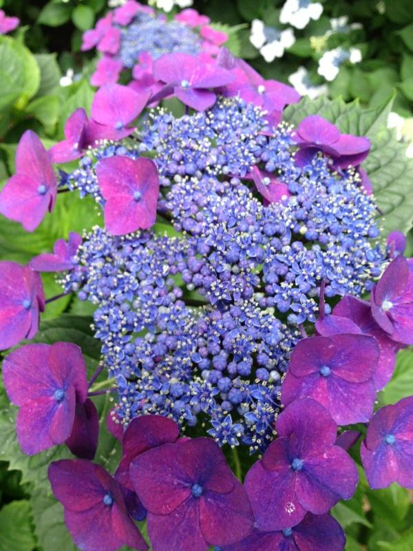 Hydrangea_macrophylla_compost1.jpg