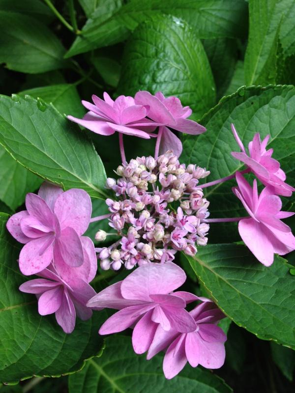 Hydrangea_macrophylla_compost4.jpg
