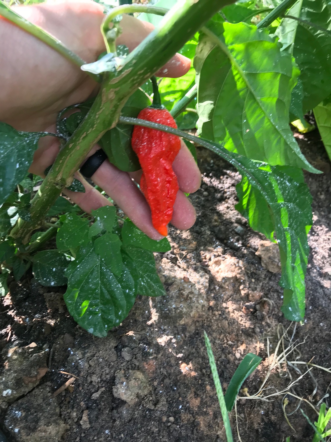 Soil3 hot pepper 07 14, 5 16 16 PM