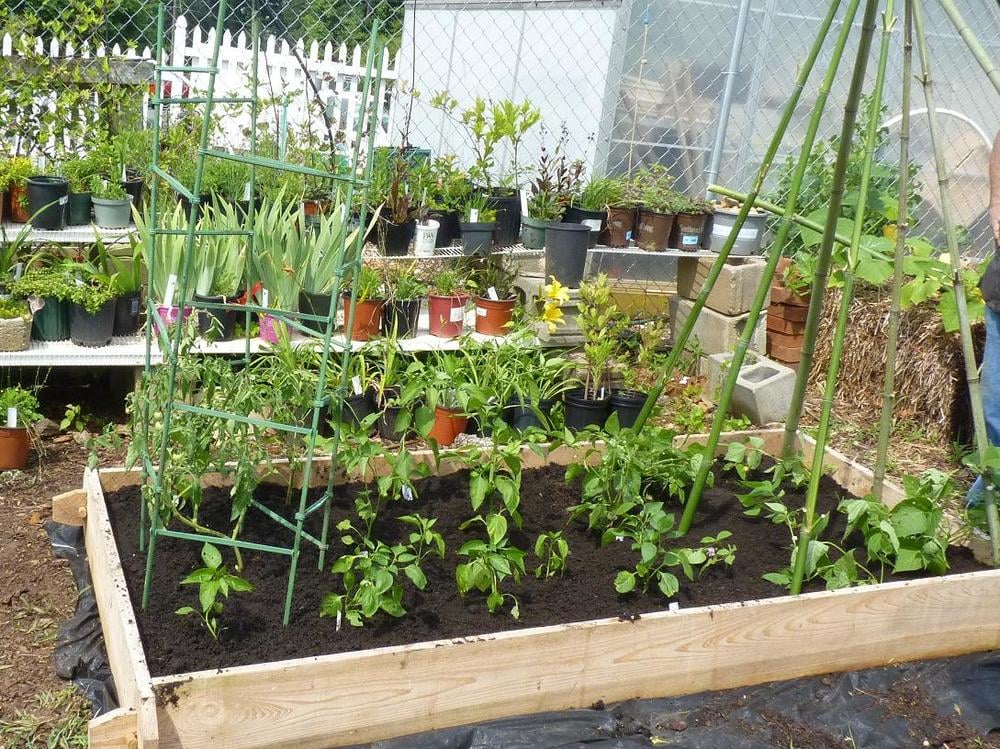 raised vegetable garden layout 4x8