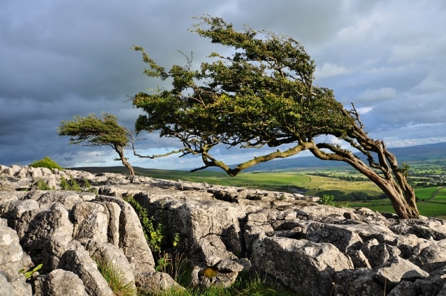 Wind-formed_trees_-_geograph.org.uk_-_1421578