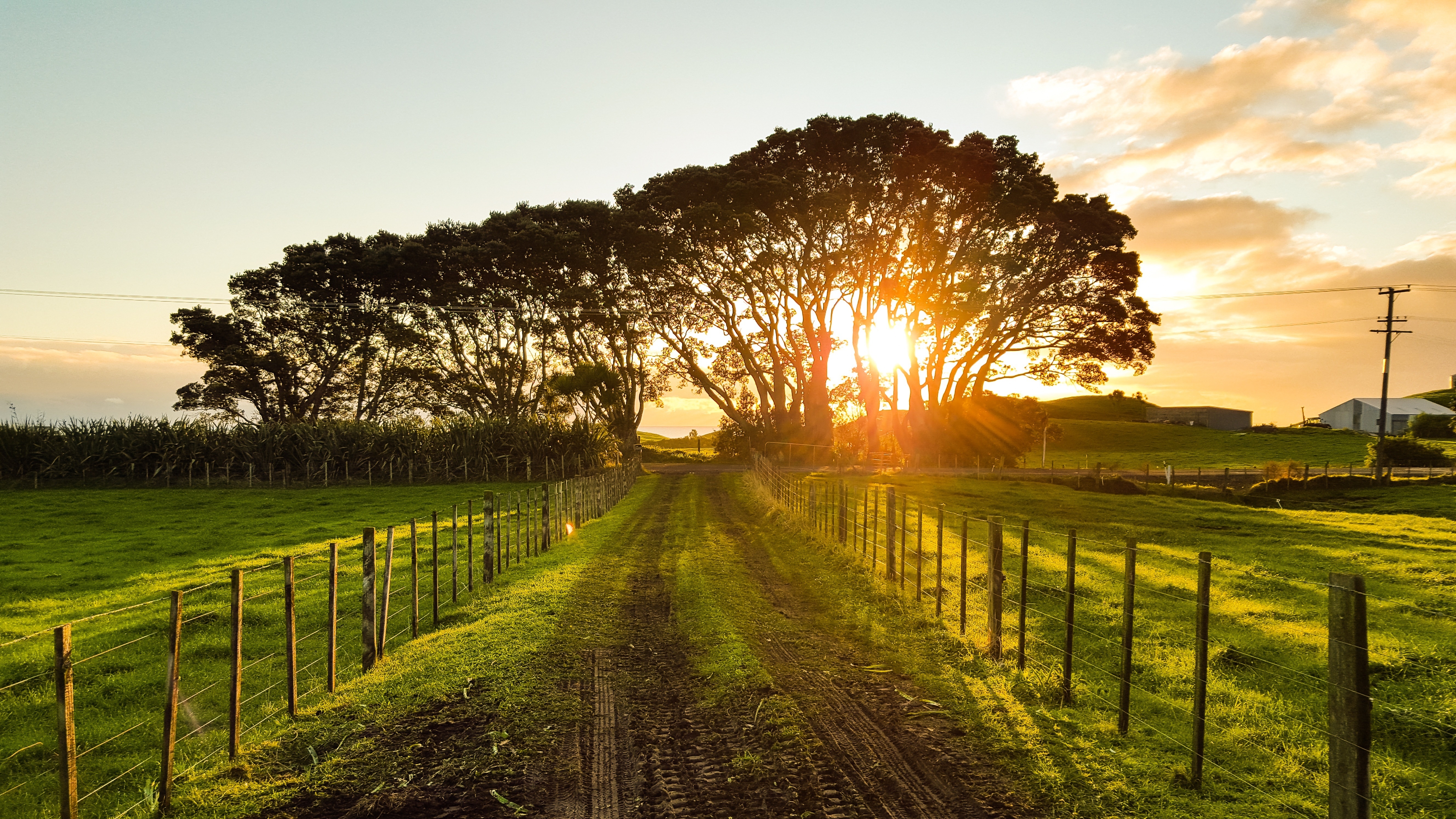 landscape-tree-nature-pathway-grass-outdoor-825796-pxhere.com