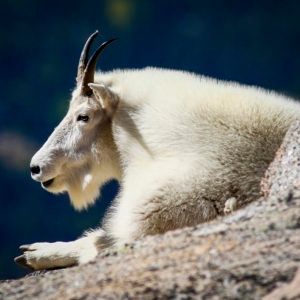 Mountain Goats: Nature's Mountaineers