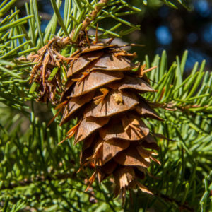 The Serotinous Cones of Lodgepole Pine