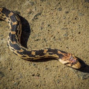 What Can 26,000 Snakes Teach Us About Climate Change? - Atlas Obscura