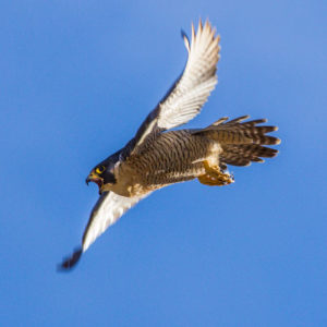 egyptian falcon bird