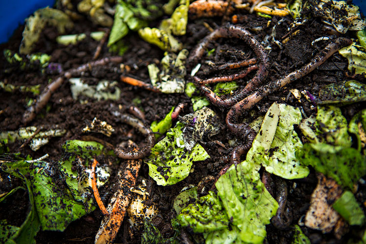 Sustainability Tip: Here Is The Dirt On Worm Composting