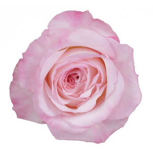 Pink Roses: A Quick Guide