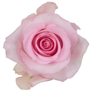 Pink Roses: A Quick Guide