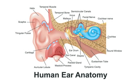 https://cdn2.hubspot.net/hubfs/3275645/ear%20diagram-1.jpg