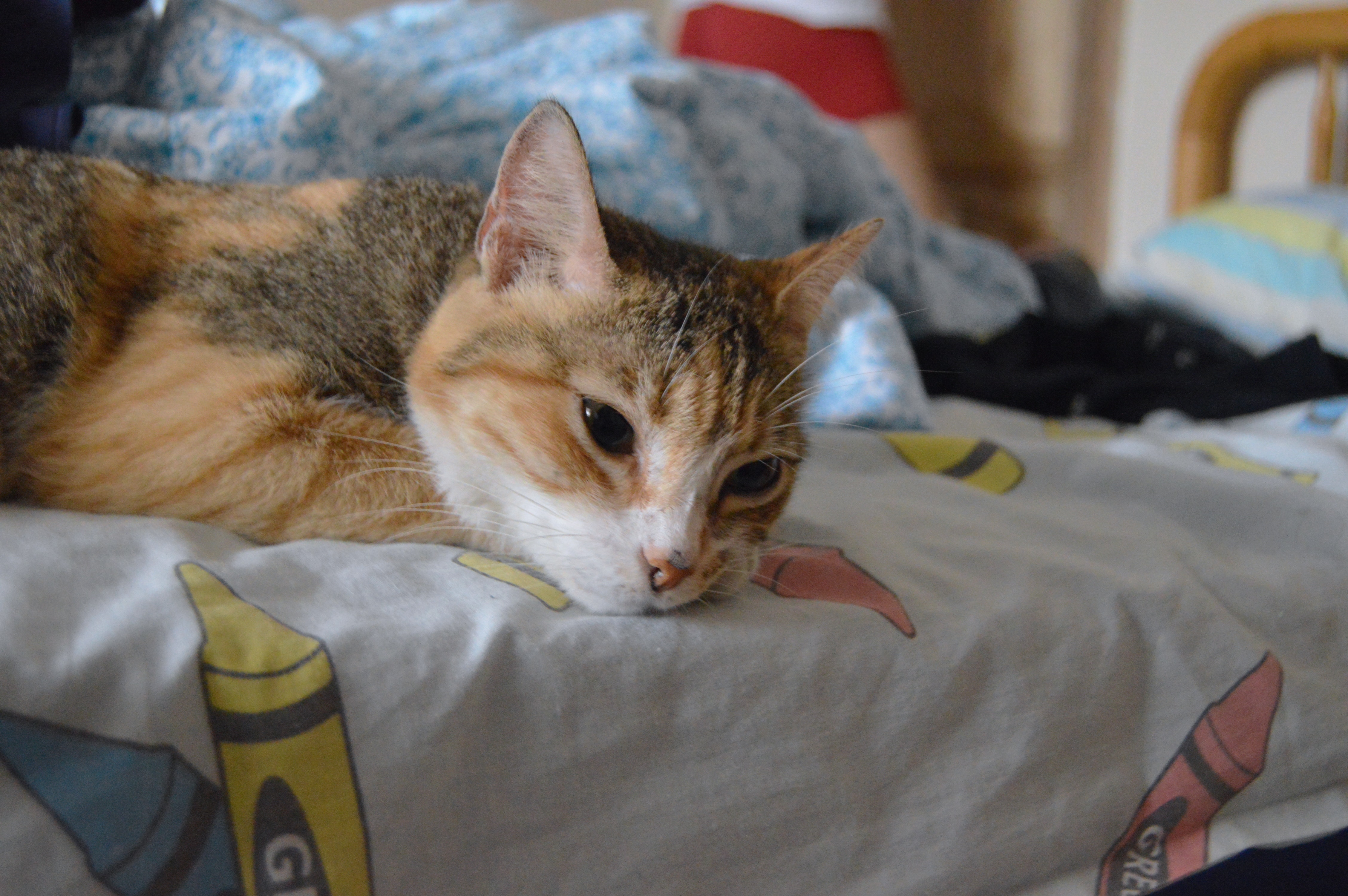 cat-cat-bed-sleeping-126770