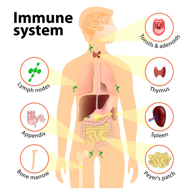 Diagram of the immune system.