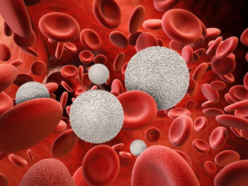 White blood cells responsible for fighting off infection in the body.