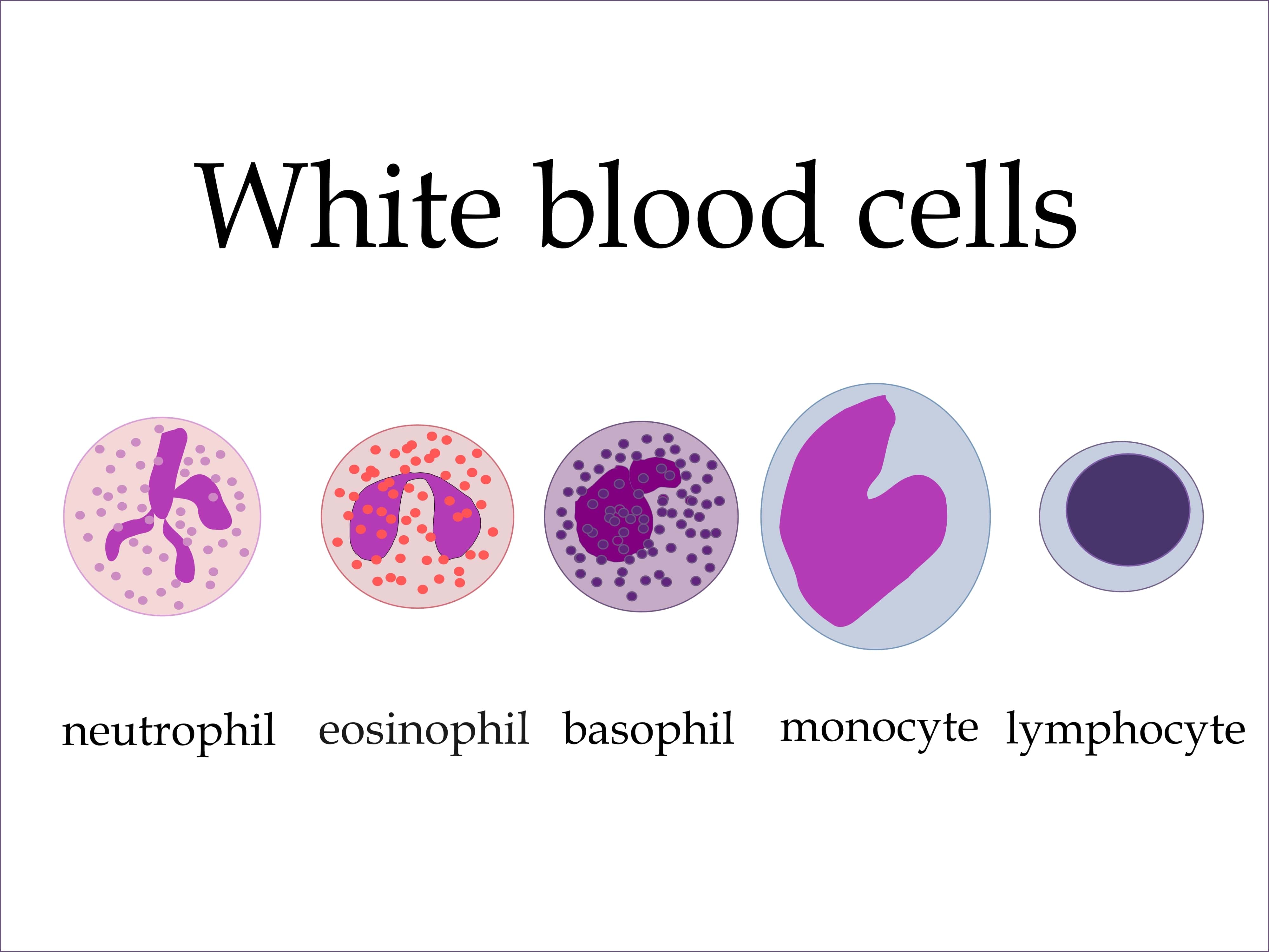 Types of white blood cells