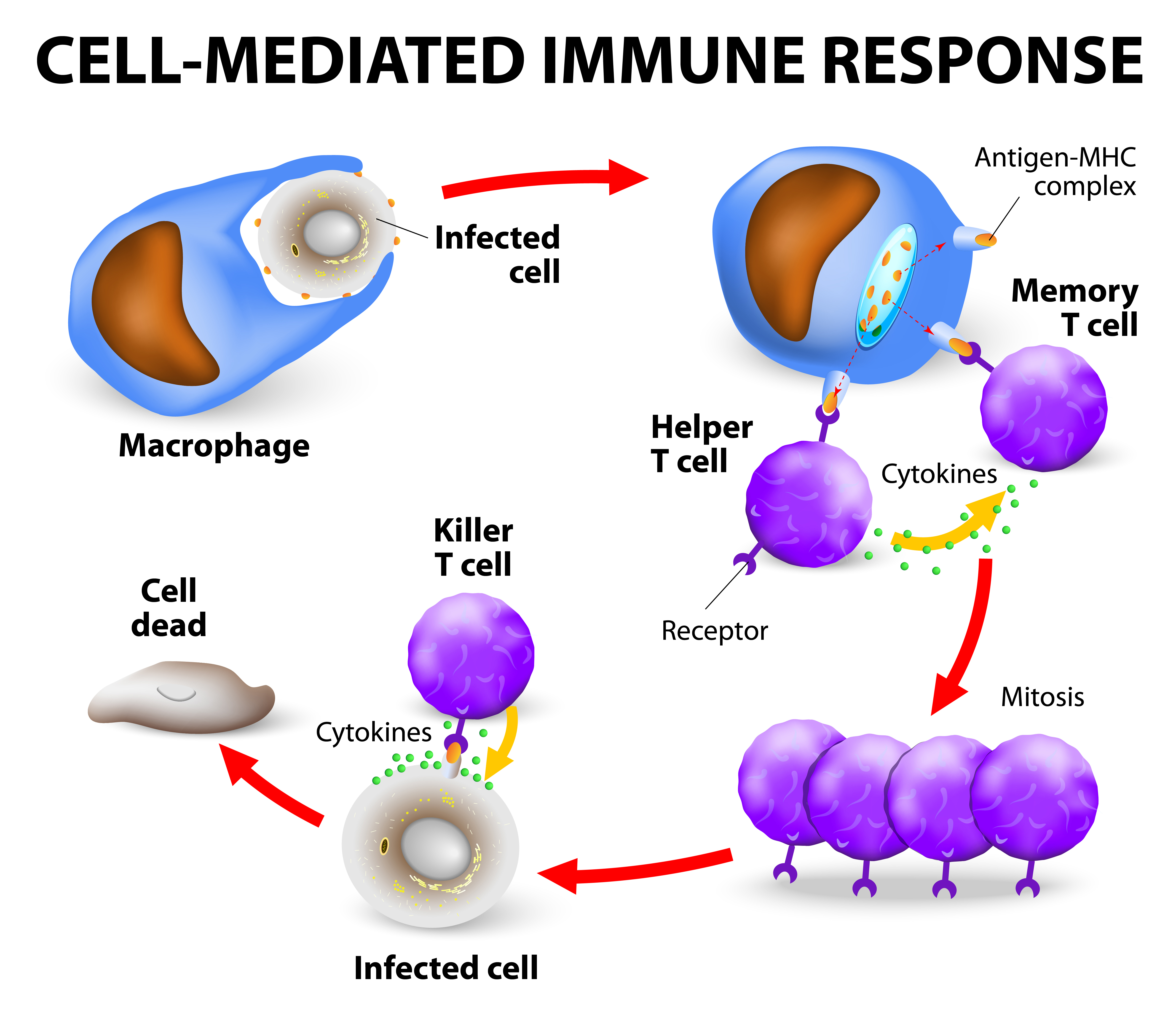 Cellular immunity
