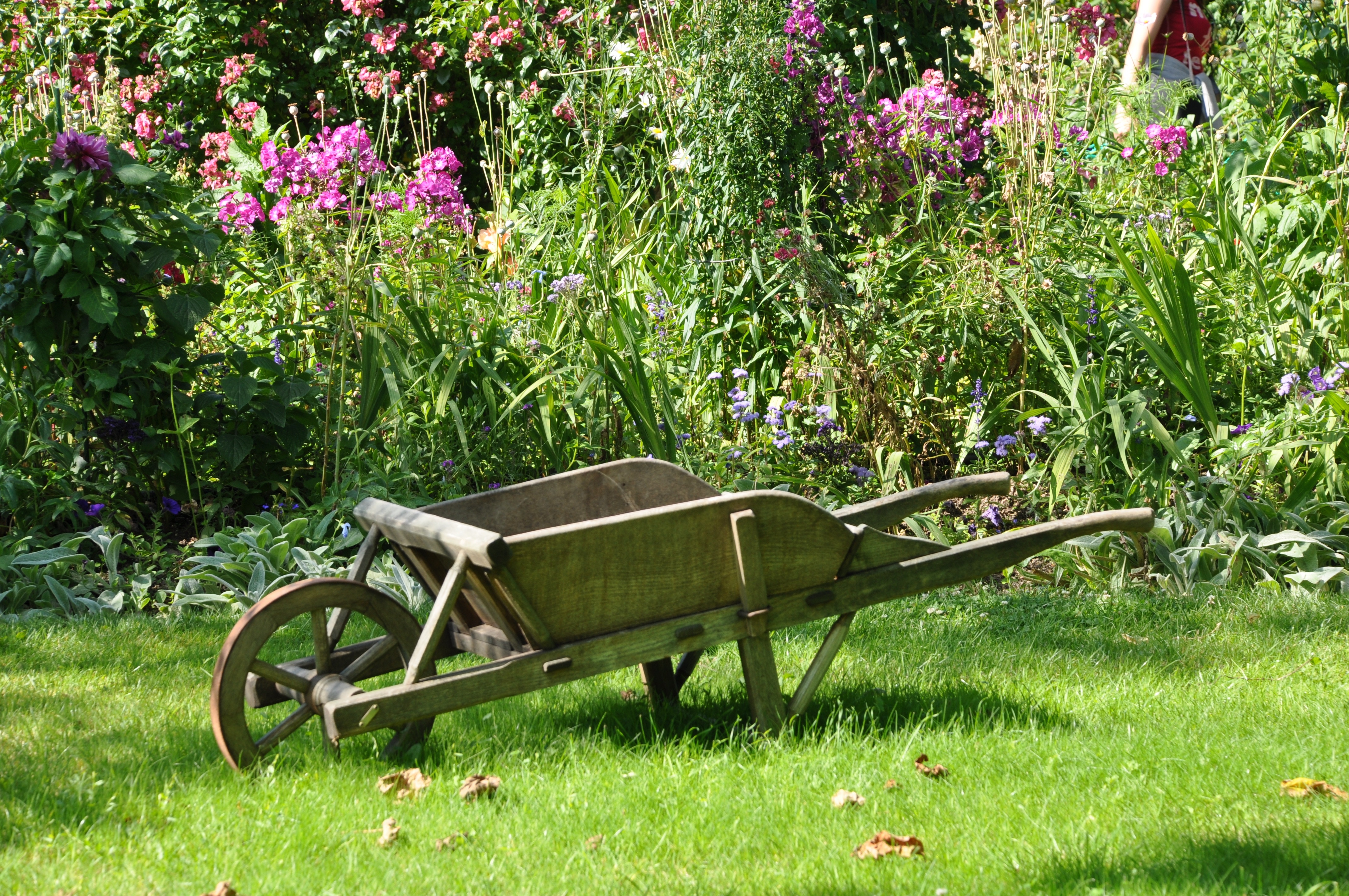 Wheelbarrow in a garden.