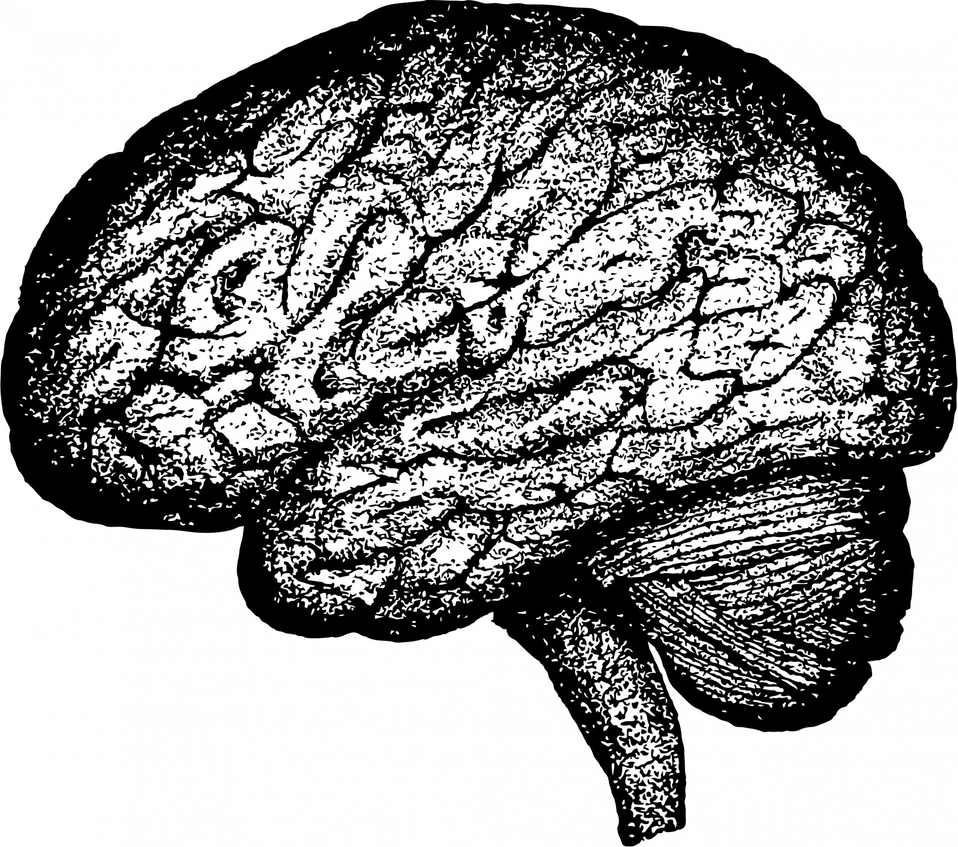 human-brain-1443446941h0A