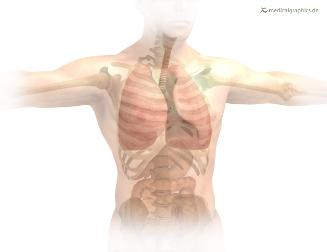 X-ray of the upper torso