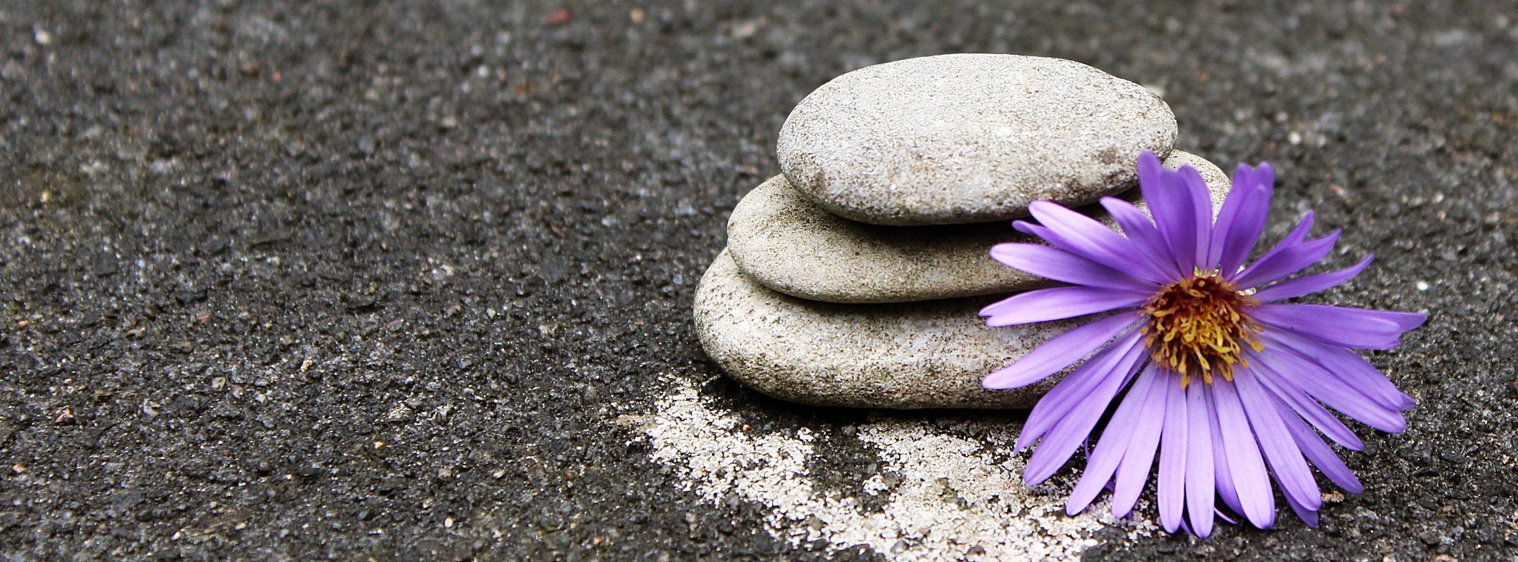 Rocks stacked on sand with a purple flower.