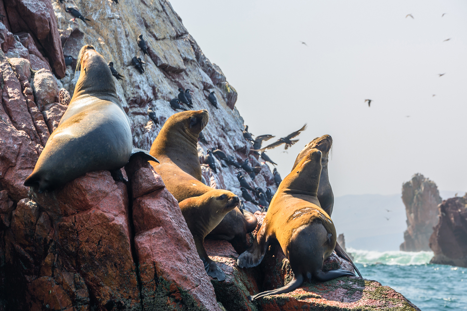 Peru, Paracas, Ballestas Islands, Sea Lions, Nature 1500x1000