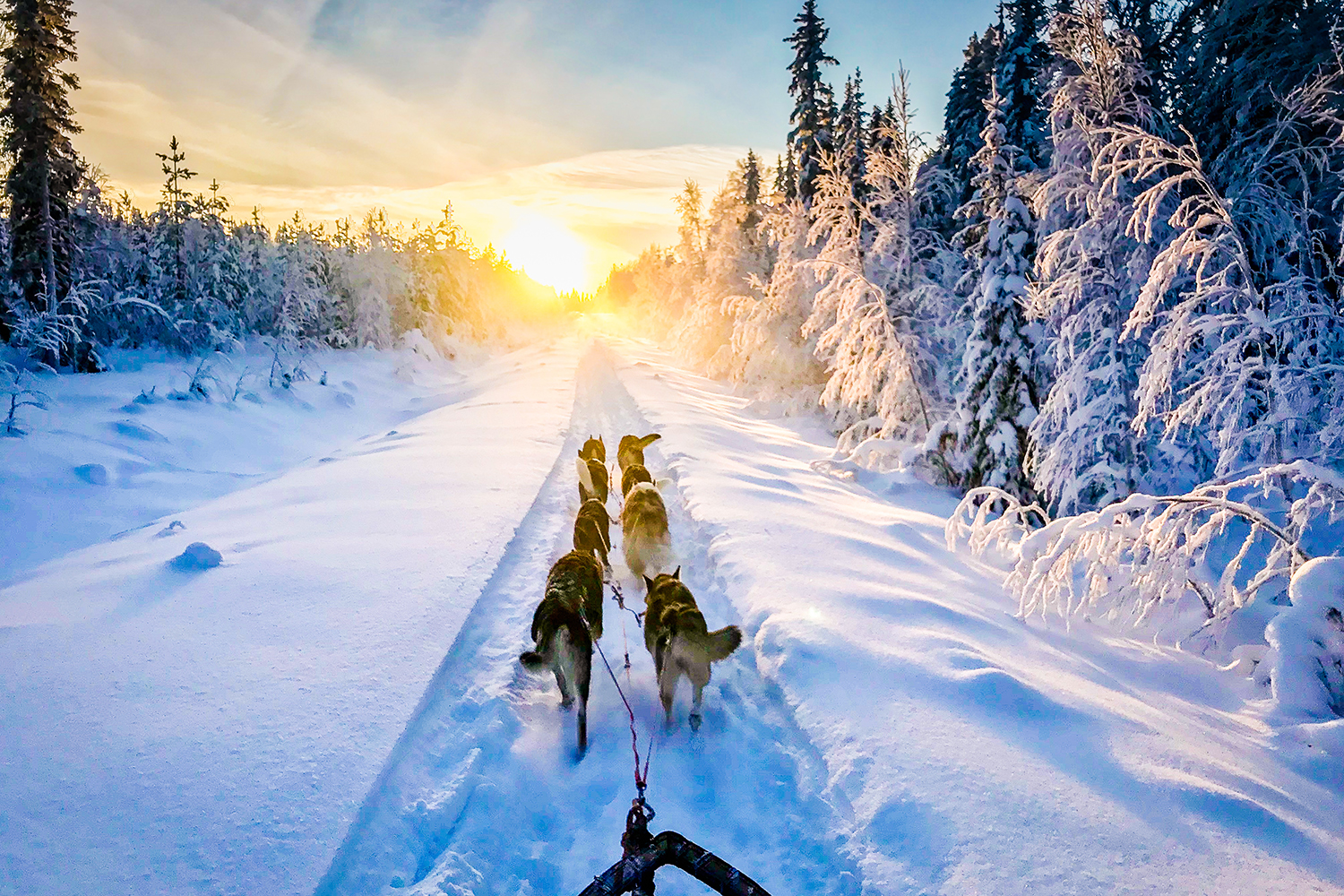 dog sled finland 1500x1000