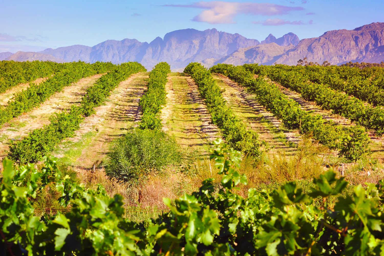 Argentina, Mendoza, Vineyard 1500x1000