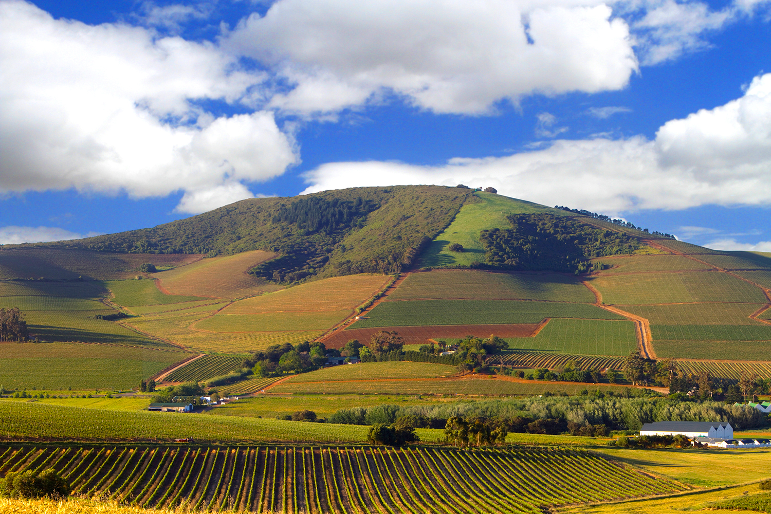 durbanville winelands 1500x1000
