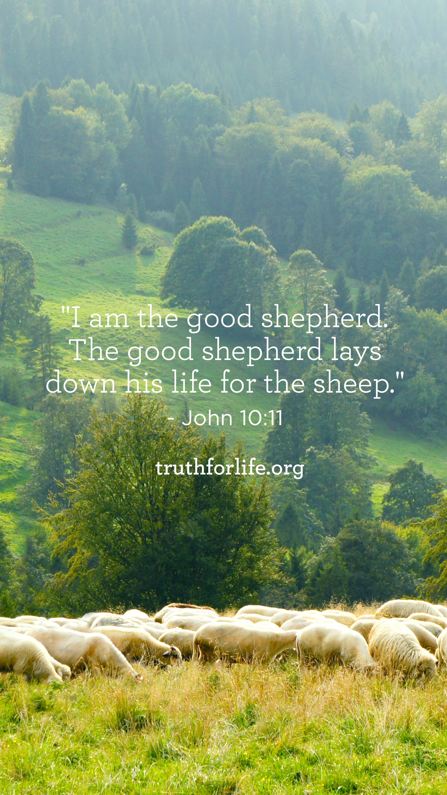 Good Shepherd: Wallpaper