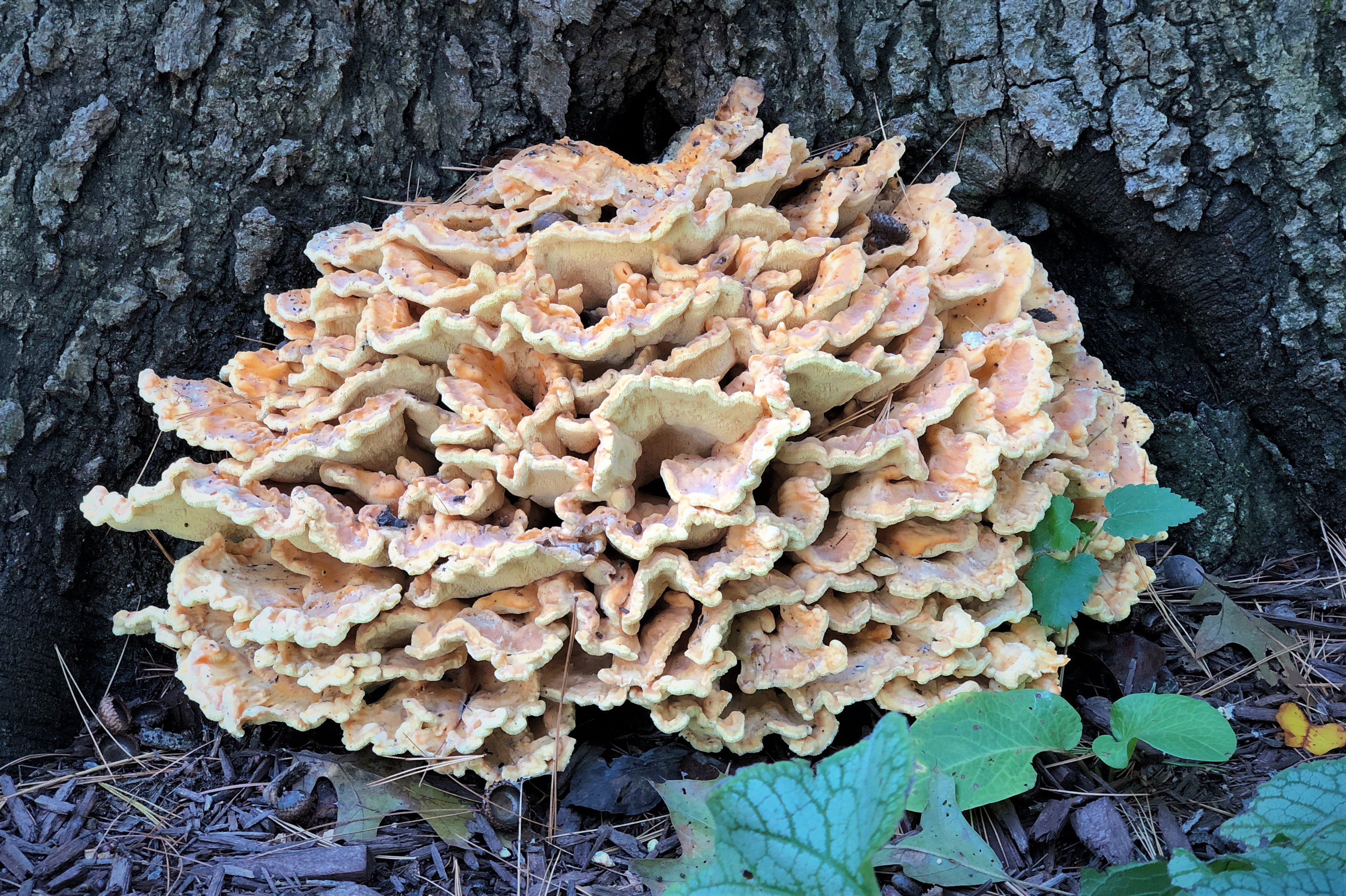 How to clean and store chicken of the woods mushrooms How To Cook Chicken Of The Woods Mushrooms