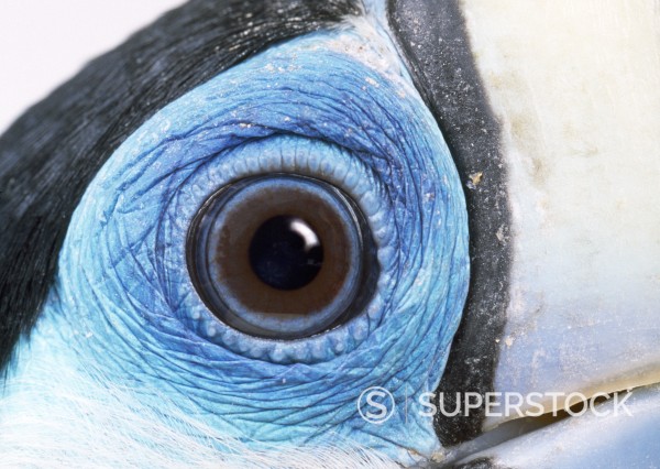 Extreme Close-Up Photographs Of Birds' Eyes