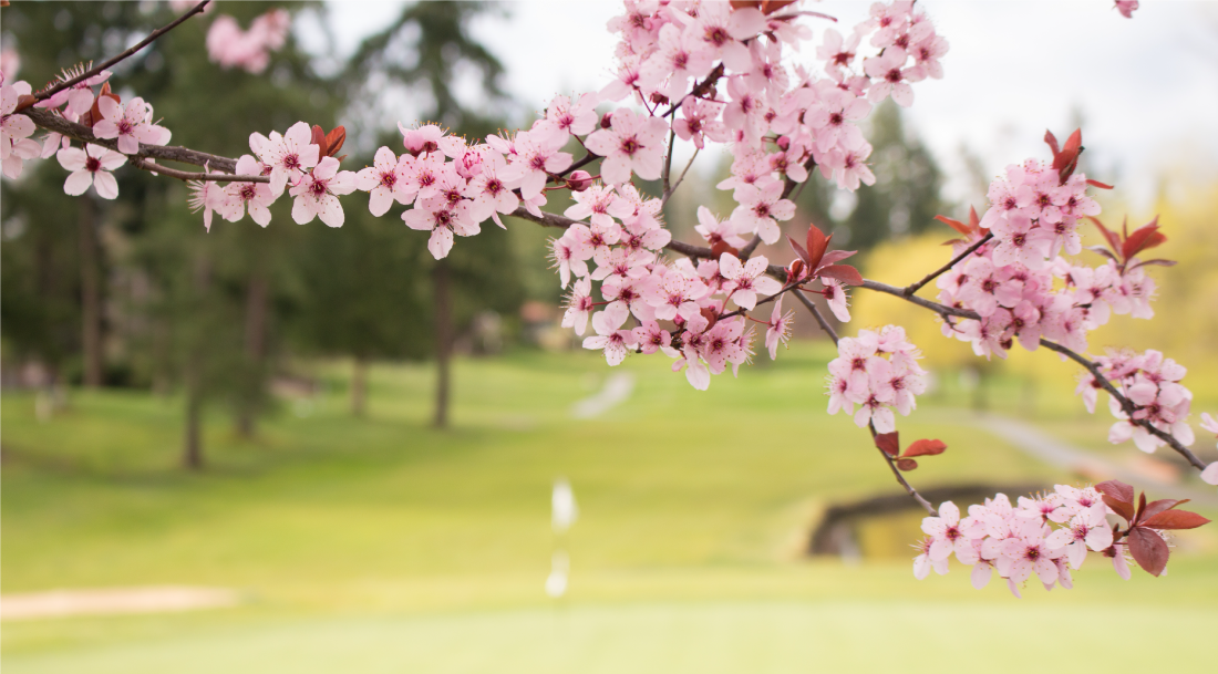 Springtime Golf