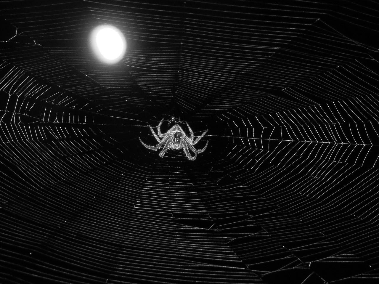 the dark web.jpg
