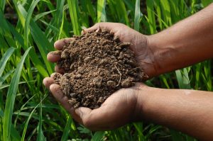 soil based probiotics