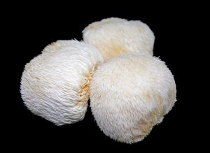 hericium erinaceus