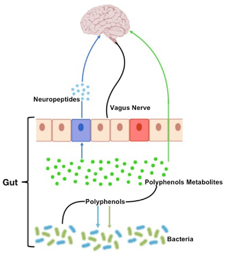 gut brain axis polyphenols