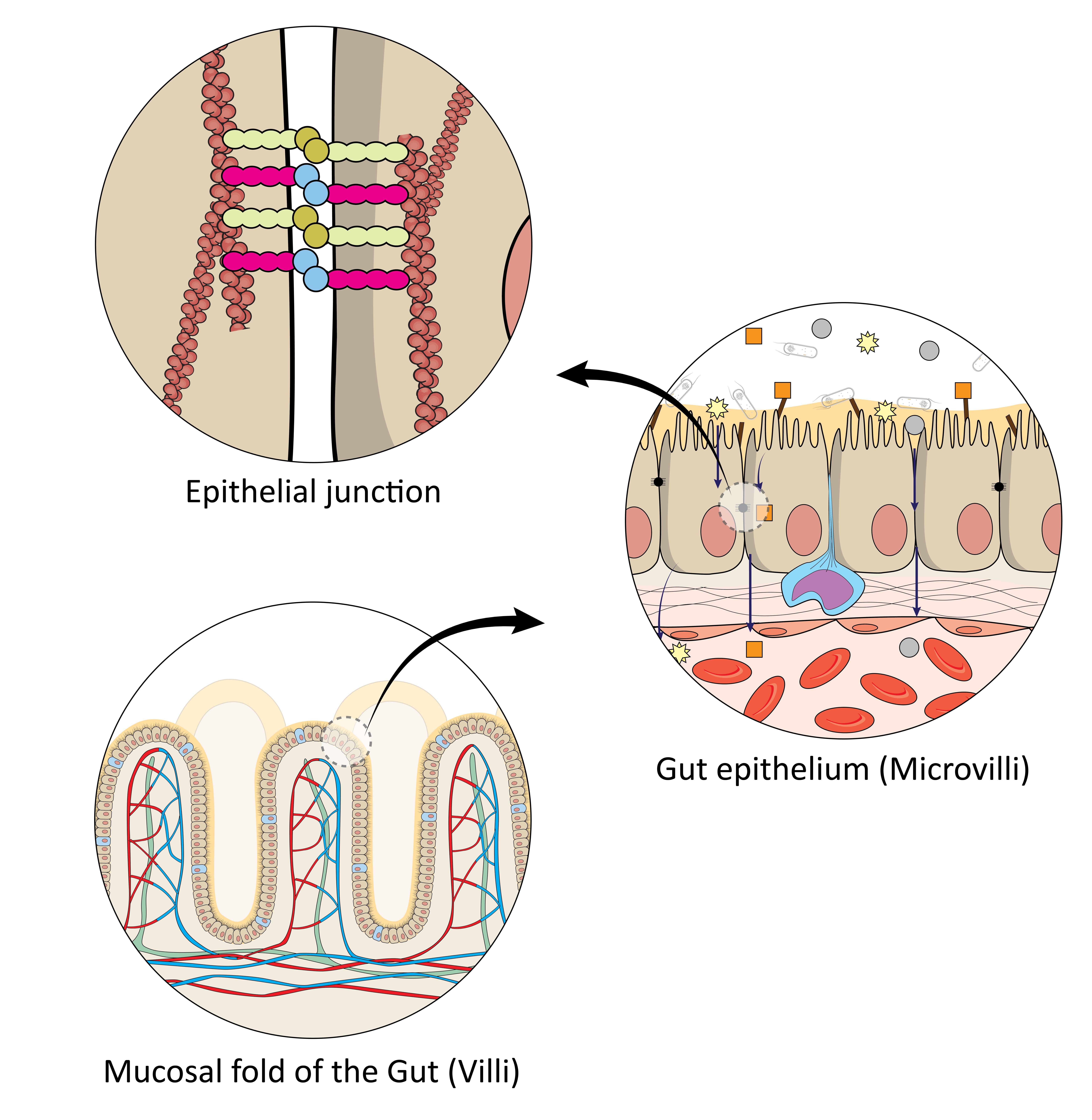 mucosa structure and tight junction