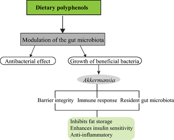 polyphenols and akkermansia