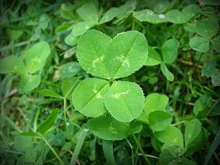 About Four Leaf Clovers - Reasons For Finding A Clover With Four