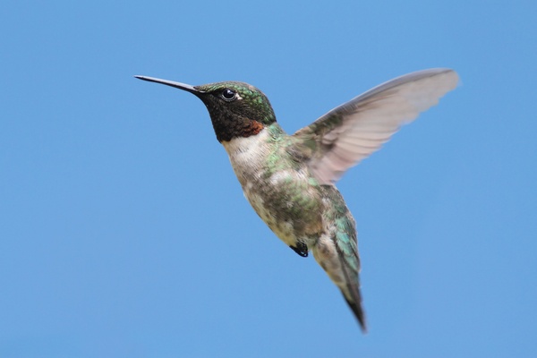 google-hummingbird-image-compressed.jpg