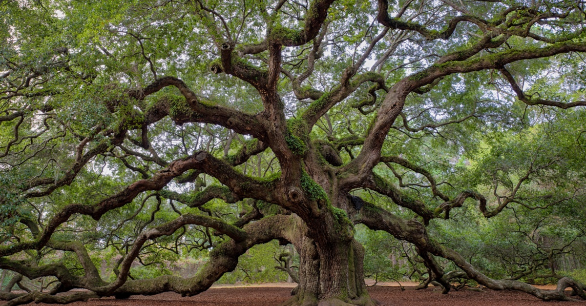 Live Oak: slow-growing and strong