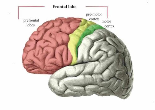 Prefrontal Cortex