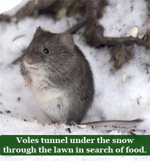 2018-How-to-Combat-Vole-Damage-on-Your-Lawn-vole