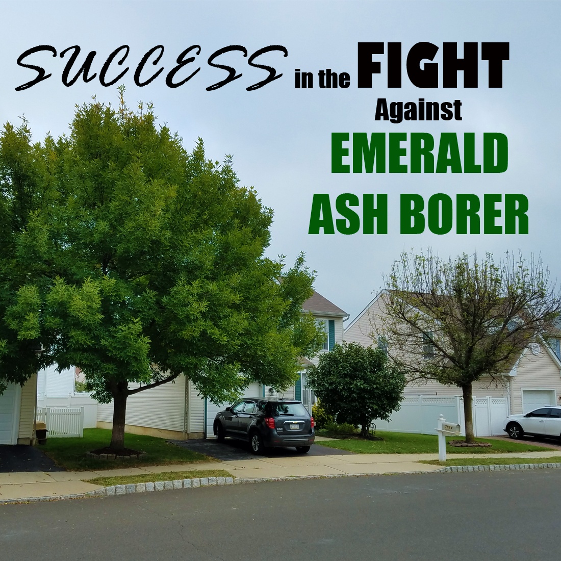 Success in the Fight Against Emerald Ash Borers