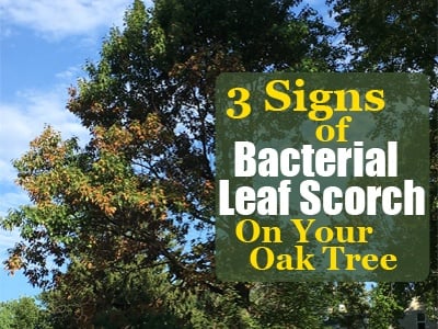 3 Signs of Bacterial Leaf Scorch on Your Oak Tree