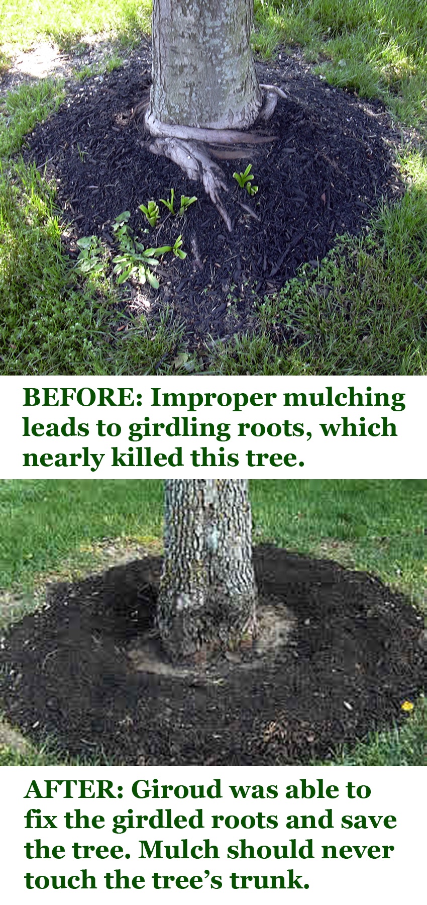 How Recycling Trees Into Mulch Gives Life To Other Trees Girdling Roots
