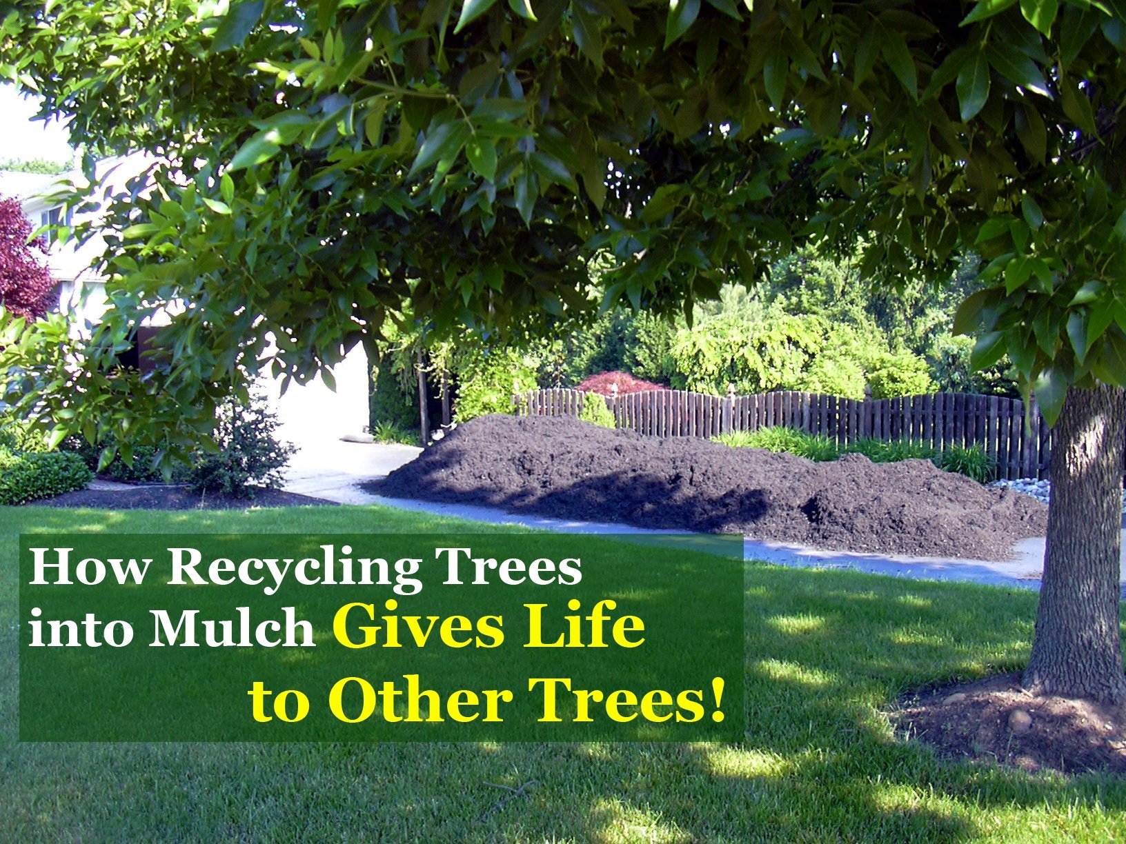 How Recycling Trees Into Mulch Gives Life To Other Trees Mulch Delivery