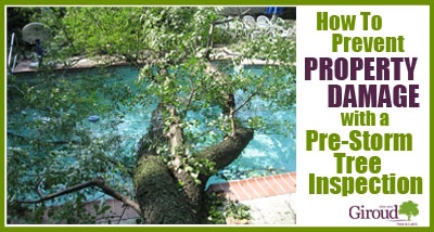 Pre-Storm Tree Inspection Prevent Summer Storm Damage