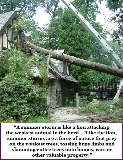 Pre-Storm Tree Inspection Prevent Summer Storm Damage