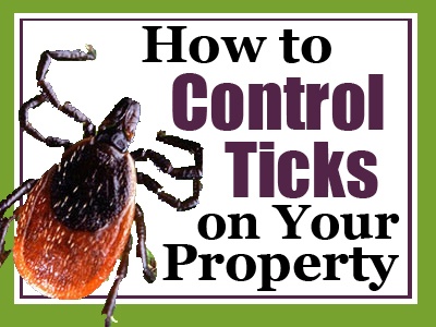 How to Control Ticks on Your Property