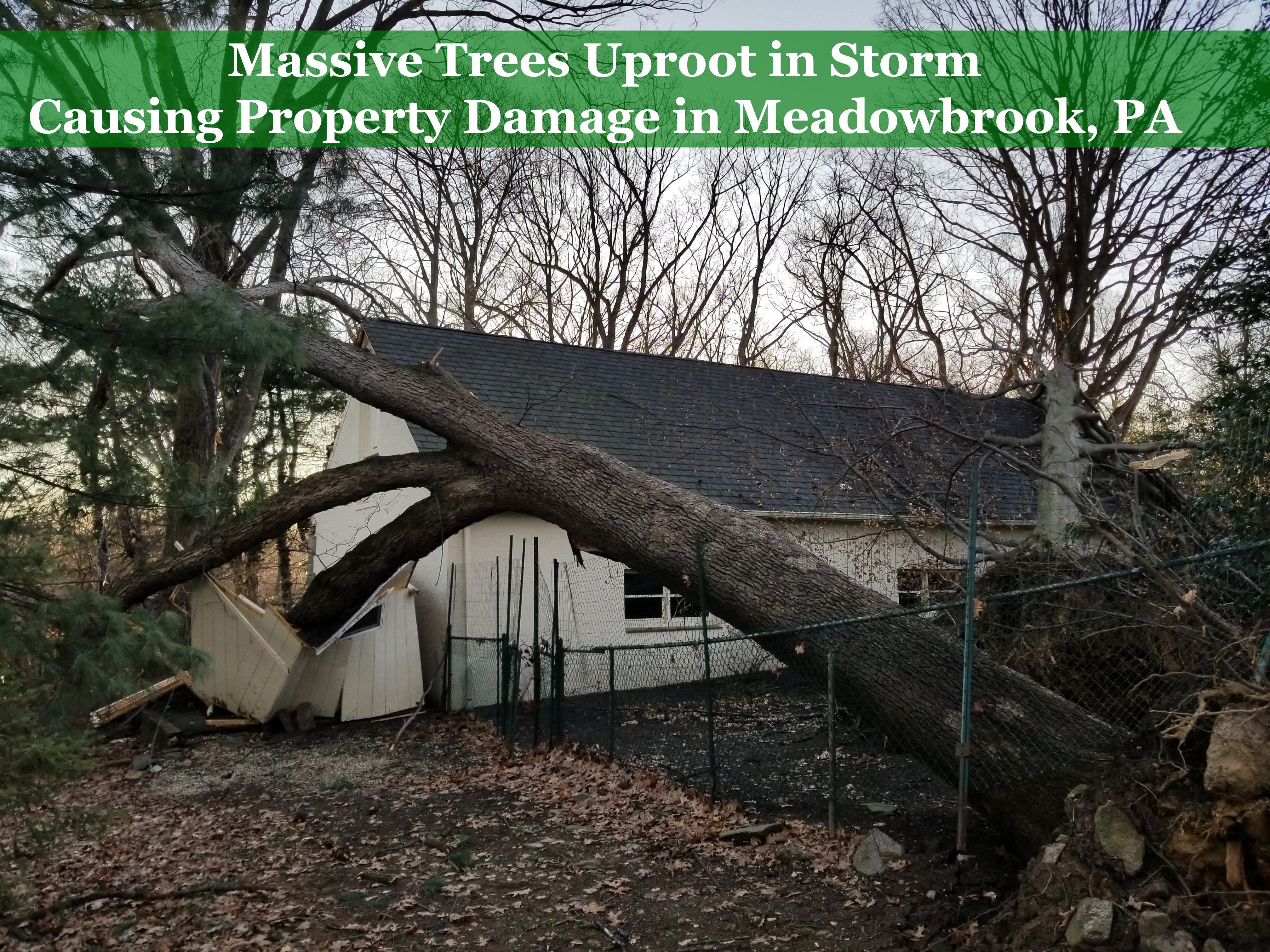 Massive Trees Uproot in Storm Causing Property Damage in Meadowbrook PA 
